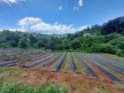 Продается участок земли в чакви
