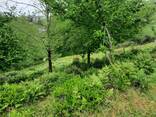 Продается земля в Нижняя Самеба - фото 5