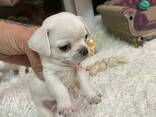 Продам Чихуахуа - photo 1