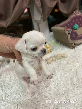 Продам Чихуахуа