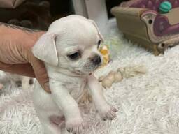 Продам Чихуахуа