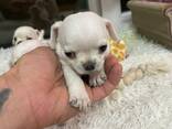 Продам Чихуахуа - photo 2