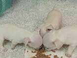 Продам Чихуахуа - photo 7