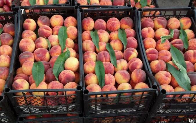 Продаётся 2018 года урожай персик и нектарин