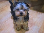 Продаётся щенки иорка - фото 1