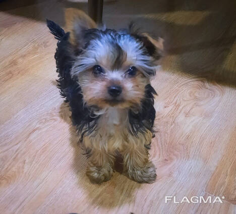 Продаётся щенки иорка