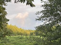 Продаётся шикарный участок 3290 м² в Шекветили — всего 1,5 км от моря и магнита!