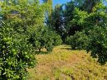 Продаю участок в Цисхидзири - photo 8