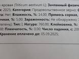 Пшеница 3 и 4 класс. Казахстан. - фото 3