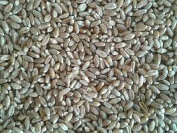 Пшеница / Wheat