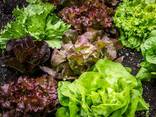 Rucola Руккола, Lettuce, салат, - фото 1