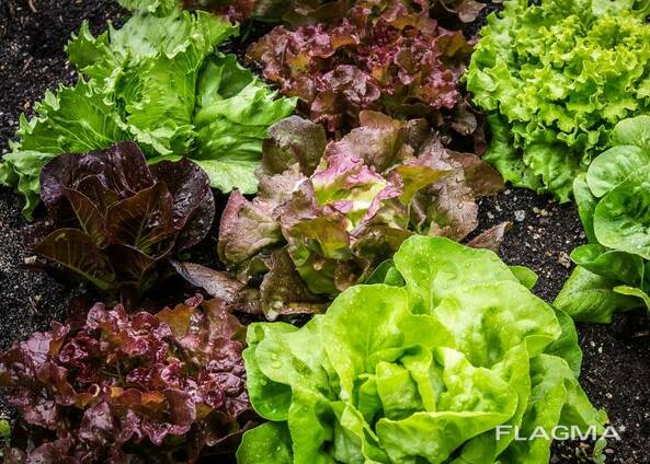 Rucola Руккола, Lettuce, салат,