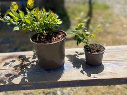 Саженцы голубики высокорослой оптом из Грузии