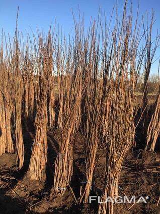 Саженцы Ореха черного