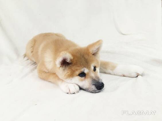 Щенок акита-ину