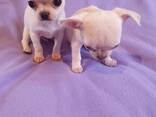Щенок чихуахуа, кремовый мальчик, коби в Тбилиси и Батуми. - фото 1