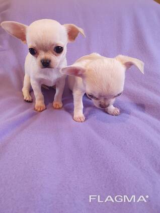 Щенок чихуахуа, кремовый мальчик, коби в Тбилиси и Батуми.