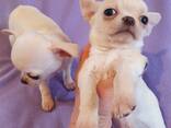 Щенок чихуахуа, кремовый мальчик, коби в Тбилиси и Батуми. - фото 1