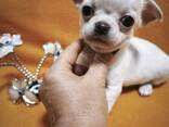 Щенок чихуахуа, кремовый мальчик, коби в Тбилиси и Батуми. - фото 5