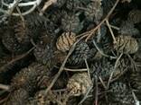 Шишки ольховые, ольха соплодия, ольха, шишки ольхи - photo 5