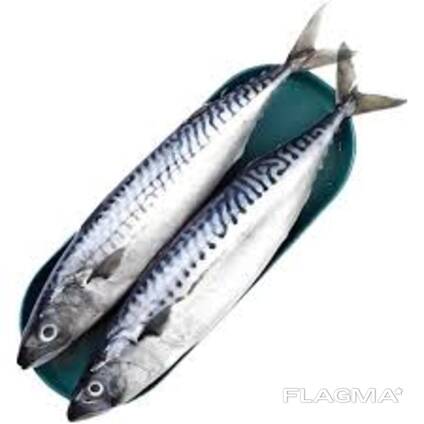 Скумбрия н/р 400-600, японикус, тихоокеанская