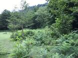 Срочно продаётся земельный участок 6000 кв. в национальном парке Mtirala,26 км. от Батуми. - фото 3