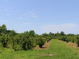 Участок в грузии - photo 6