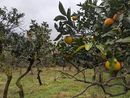 Участок в центре Гонио