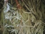 Веники для бани из эвкалипта - фото 2