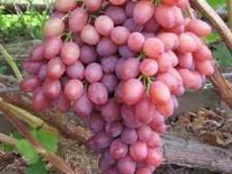 Виноград сорта тоифи из Узбекистана