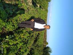 Винограда саженцы