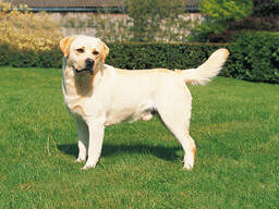 Выгул собак, dog walking, ძაღლის გასეირნება