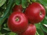 Яблоки - фото 1