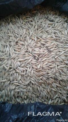 Ячмень / Barley