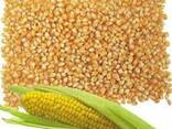 Ячмень, кукуруза - фото 1