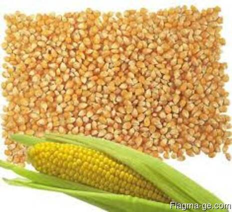 Ячмень, кукуруза
