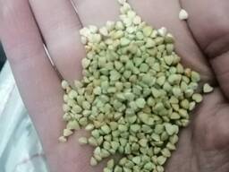 Зеленая гречка