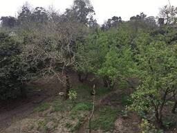 Земельный участок Гонио Грузия/Land plot Gonio Georgia