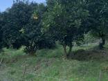 Земельный участок с домом в Батуми- Гантияди -Land plot with a house in Batumi - Gantiyadi - photo 5