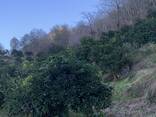 Земельный участок с домом в Батуми- Гантияди -Land plot with a house in Batumi - Gantiyadi - photo 10