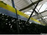 Желто-голубые клеевые рулонные ловушки 30смх100м - photo 3
